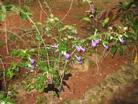 Finca 