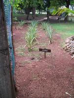 Finca 