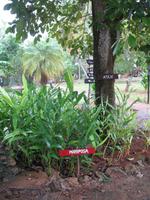 Finca 