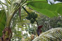Finca Duaba - Bananen