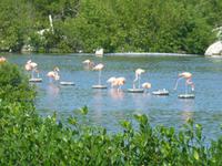 Flamingos