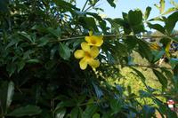 Frangipani(?)