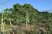 Fruta Bomba -Feld