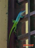 Geckos fressen Mücken und Stechfliegen