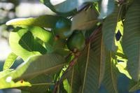 Guayaba (Guave)
