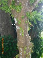 Gurken vom Baum =)