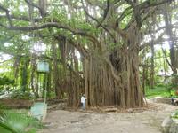 Havanna - Miramare