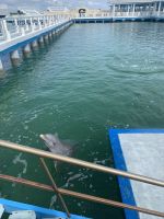 Im Delfinarium