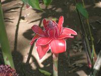 Im Orchideengarten
