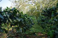 Kaffee Plantage 