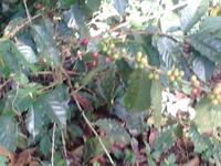 Kaffee Plantage