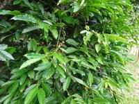 Kaffee-Plantage (3)