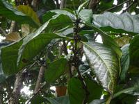 Kaffee-Plantage (5)