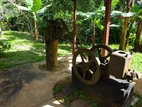 Kaffee-Plantage (9)