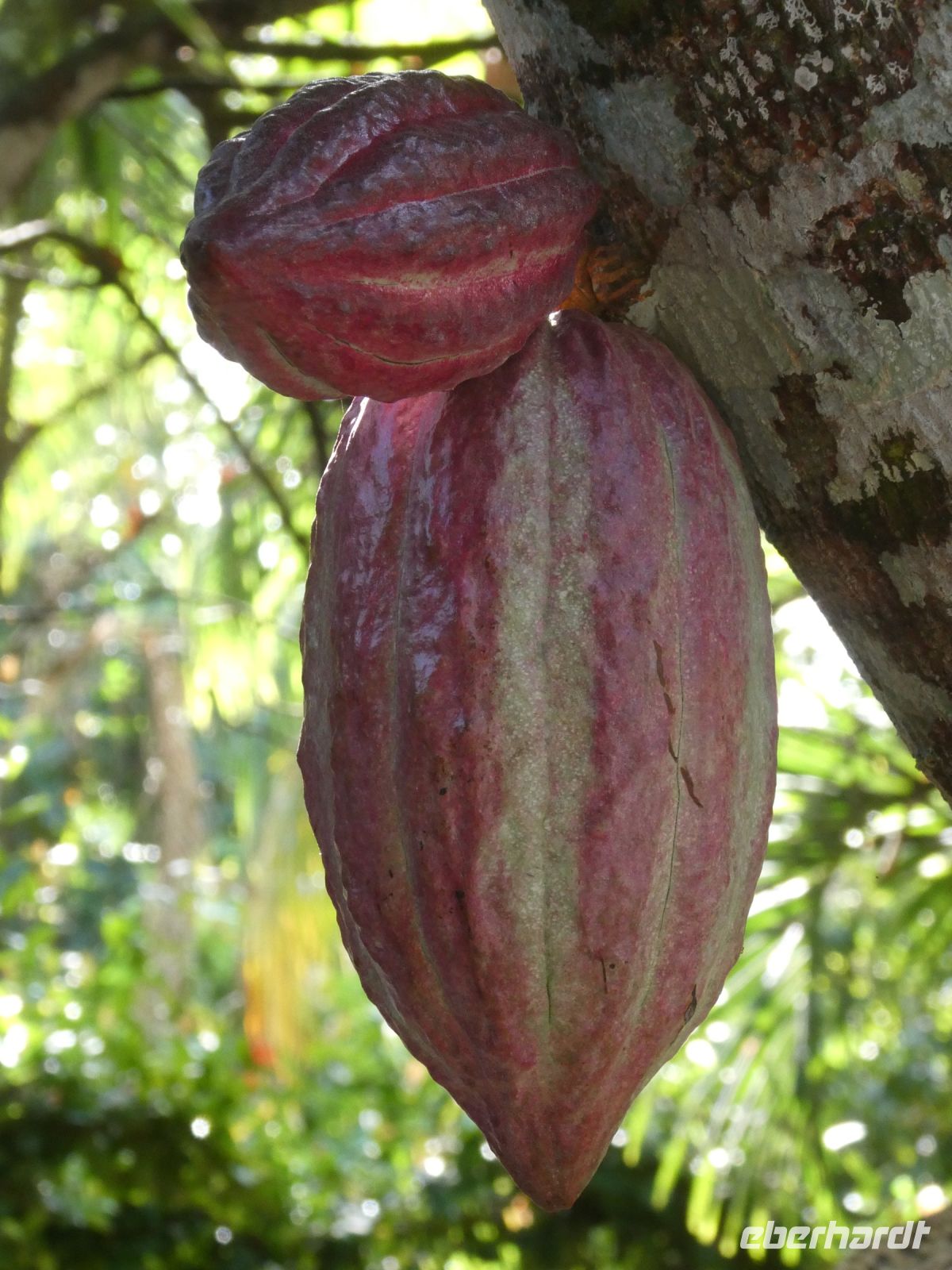 Kakaofrucht