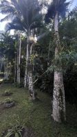 Kuba, Botanischer Garten