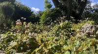 Kuba, Botanischer Garten
