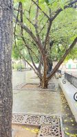 Kuba, Plaza de Armas La Habana