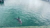 Kuba, Yachtausflug, Ein neuer Freund