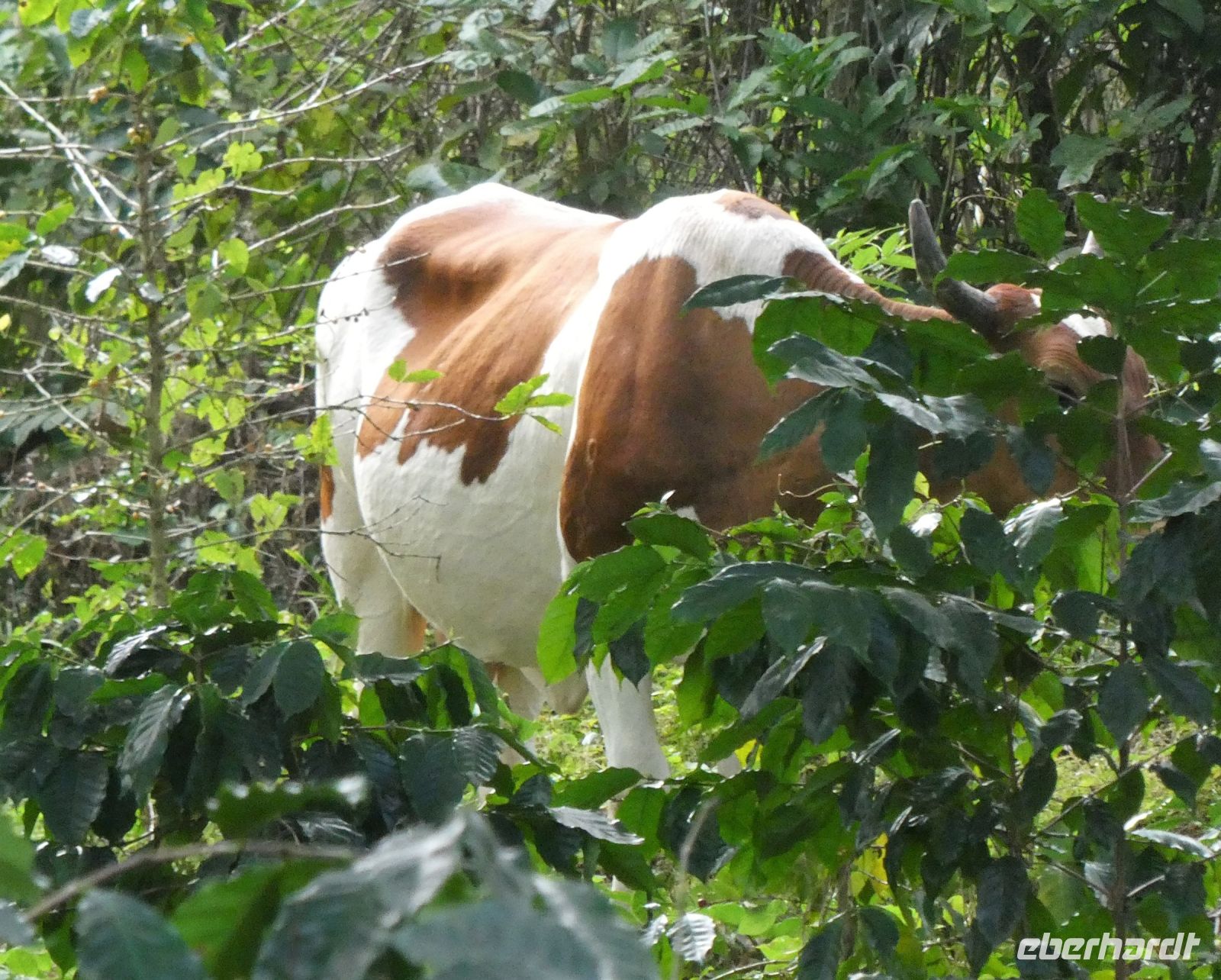 Kuh im Versteck