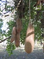 Leberwurstbaum