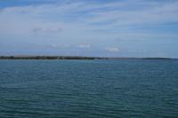 Mangrove 