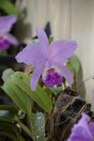 Orchidee