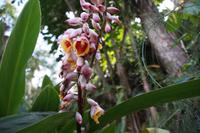Orchidee