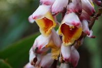 Orchidee
