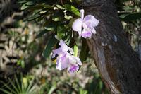 Orchideenblüten 