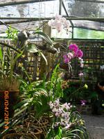 Orchideengarten