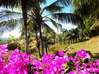 Palmen und Blumen