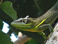 Parque Guanayara