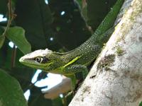 Parque Guanayara