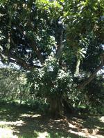 Parque Guanayara