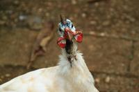 Perlhuhn