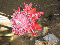 Porzellanrose