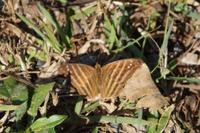 Schmetterling