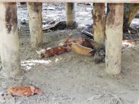 Schweine im Urwald