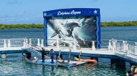 Segeltörn vor der Küste von Cayo Santa Maria - zu Besuch im Delfinarium