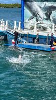 Segeltörn vor der Küste von Cayo Santa Maria - zu Besuch im Delfinarium