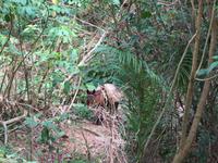 Sierra del Escambray (46)