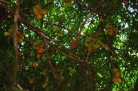 Sternfrucht