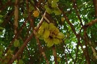 Sternfrucht