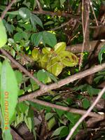 Sternfrucht