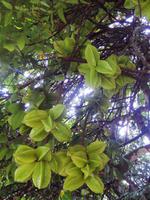 Sternfrucht