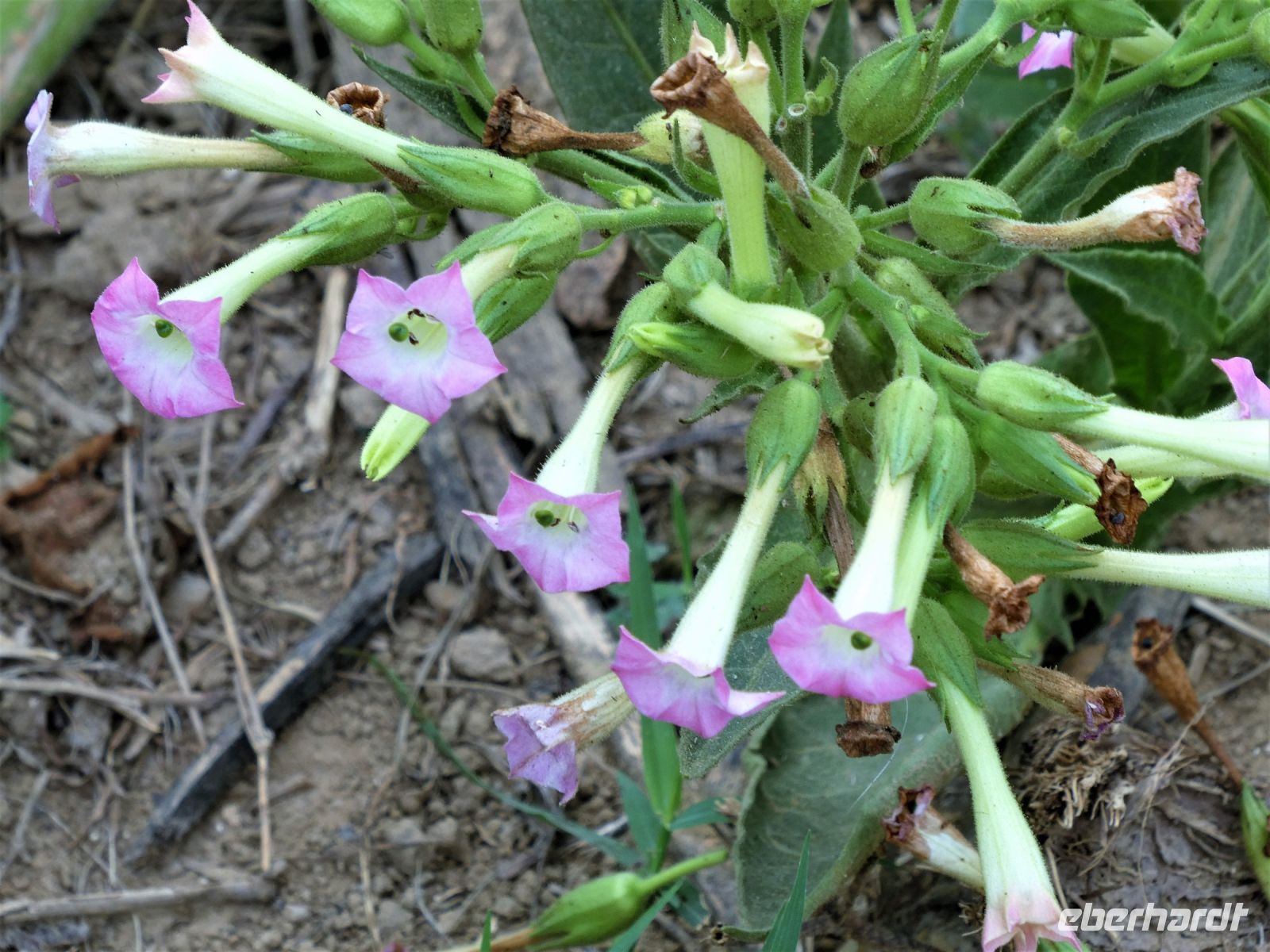 Tabakblüte