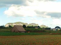 Tabakfeld (2)