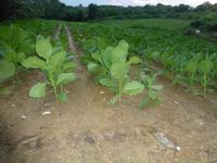 Tabakplantage