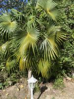 Thrinax -Palme im Hotelgarten